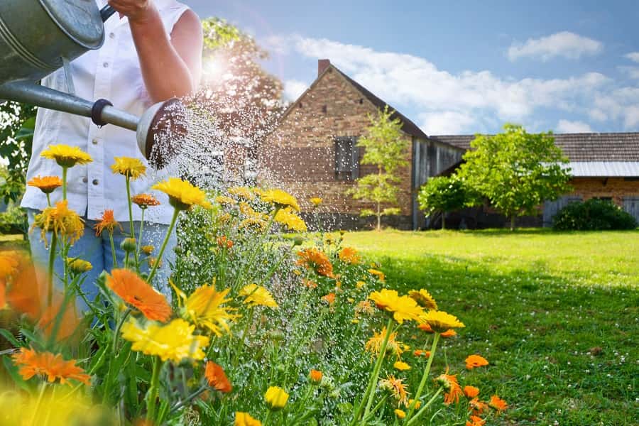 Paillis et arrosage bien étudiés pour conserver des floraisons tout l'été. © Stefan Körber, AdobeStock